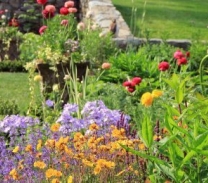 Purple and yellow daffodils and other flowers with grass around.