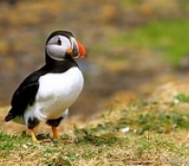 Puffin standing on green grass.