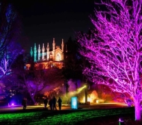 Solstice night with trees lit up in pink and purple.